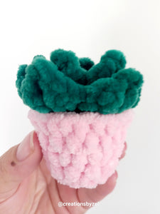 Plush succulent