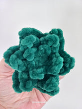Plush succulent